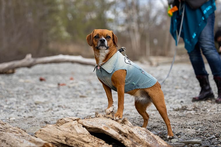 a dog on a leash during  a dog photoshoot in Mississauga