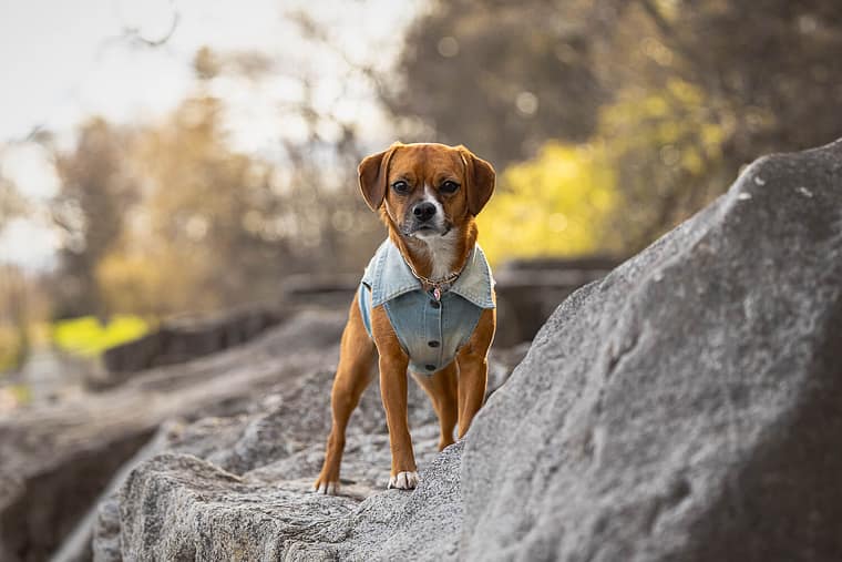 dog posing at a beach in Mississauga.