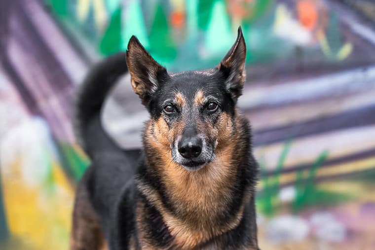 dog being photographed in Toronto, Ontario
