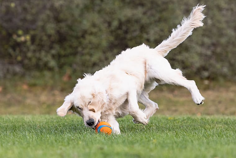 white golden retriever puppy catching a ball in a photoshoot in Hamilton, Ontario