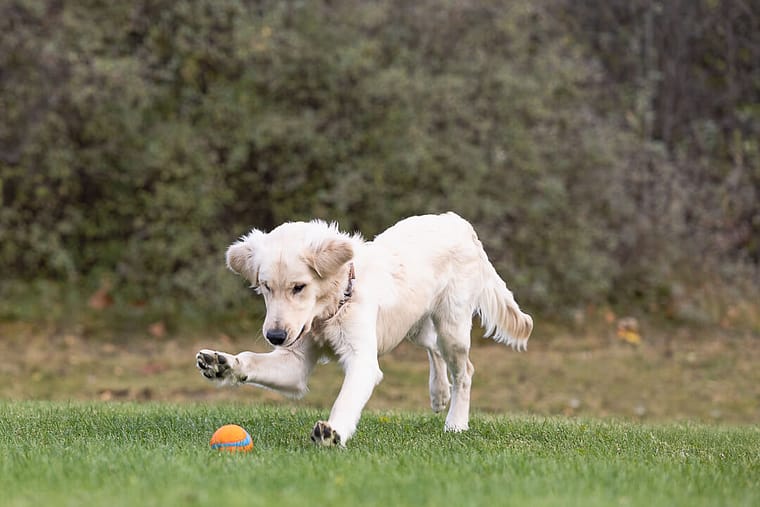 a photoshoot of a white golden retriever puppy playing with a ball in Hamilton, Ontario