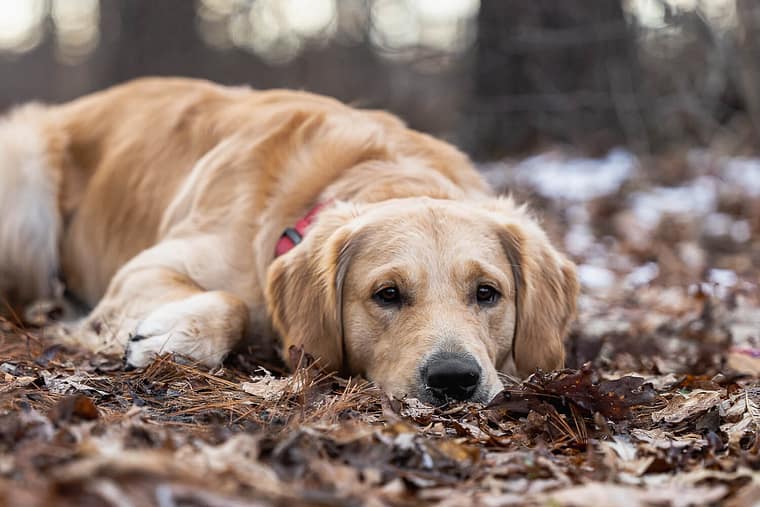 golden retriever at a dog photoshoot in Norfolk County.