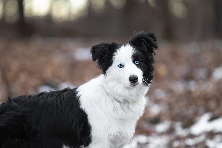 border collie during a pet photoshoot in Norfolk County looking at the camera.