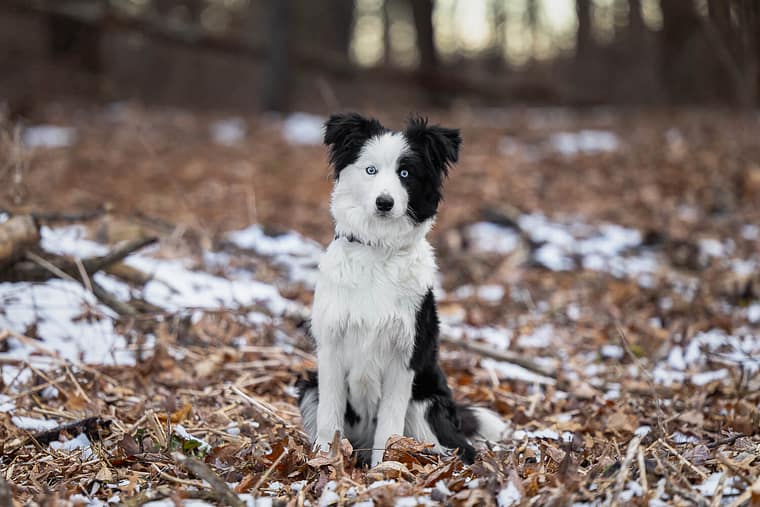 border collie at a dog photoshoot at Canadian Canine College