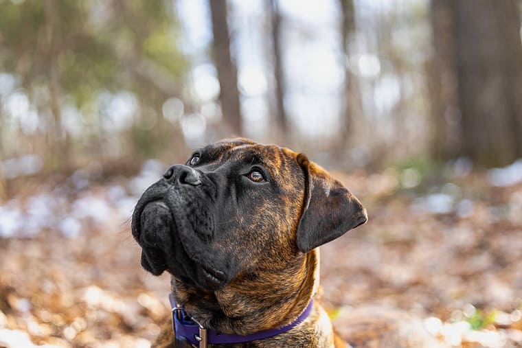 bullmastiff looking away pet photo at Canadian Canine College.