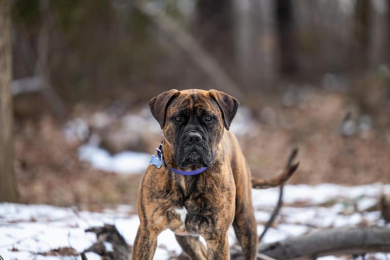 bullmastiff pet photoshoot in Norfolk County.