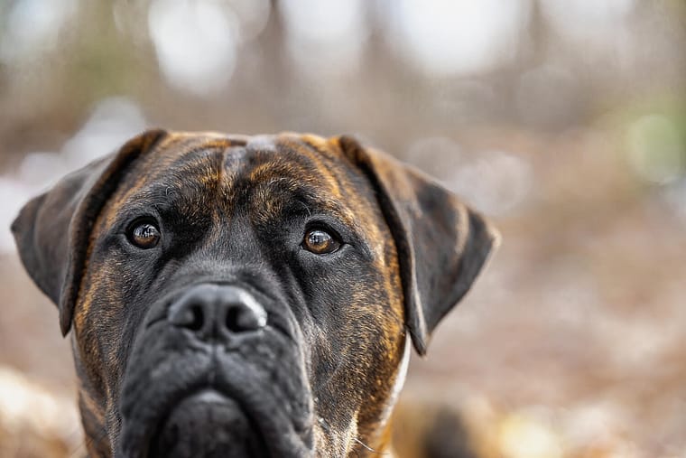 bullmastiff dog photo in Norfolk County.