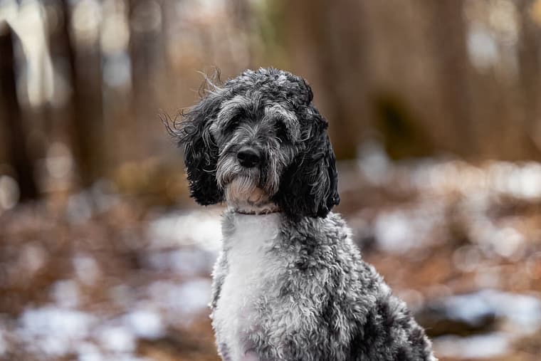 cockapoo at a dog photoshoot in Norfolk County