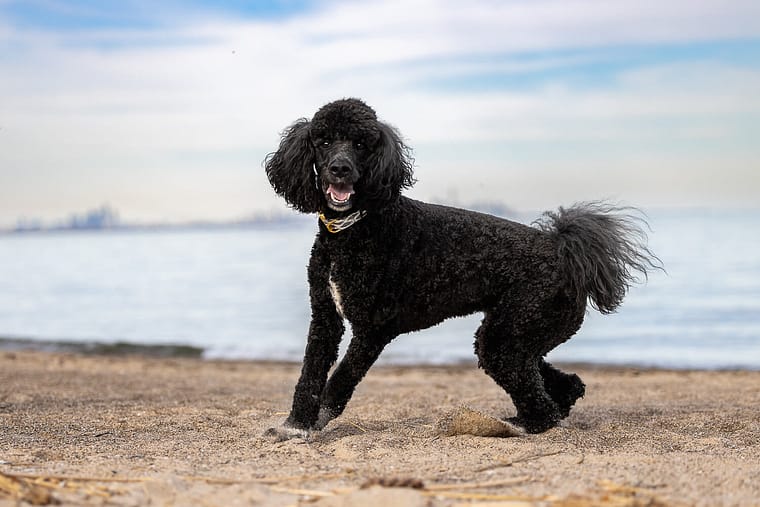 dog photoshoot at Jack Darling Memorial Park_ black poodle playing at a beach in Mississauga, Ontario.