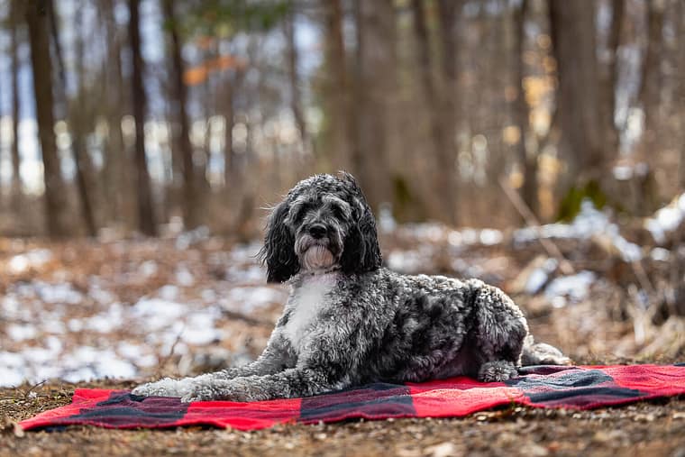 cockapoo lying down during a dog photoshoot at Canadian Canine College.