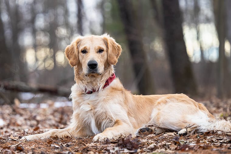 Golden retriever pet photoshoot in Norfolk County.
