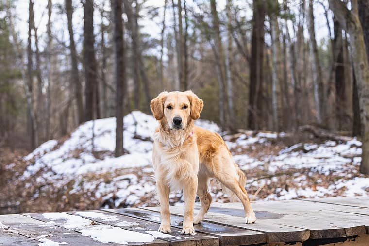 Golden Retriever standing at a dog photoshoot in Norfolk County.
