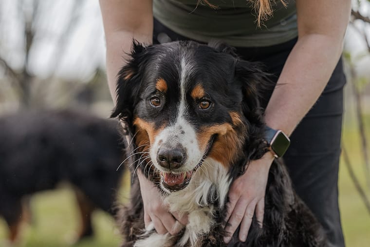 Bernese mountain dog at Hounds Of Erie in Norfolk County.