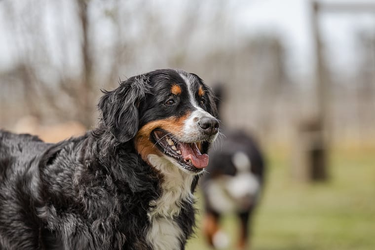 Bernese Mountain Dog at Hounds Of Erie Winery