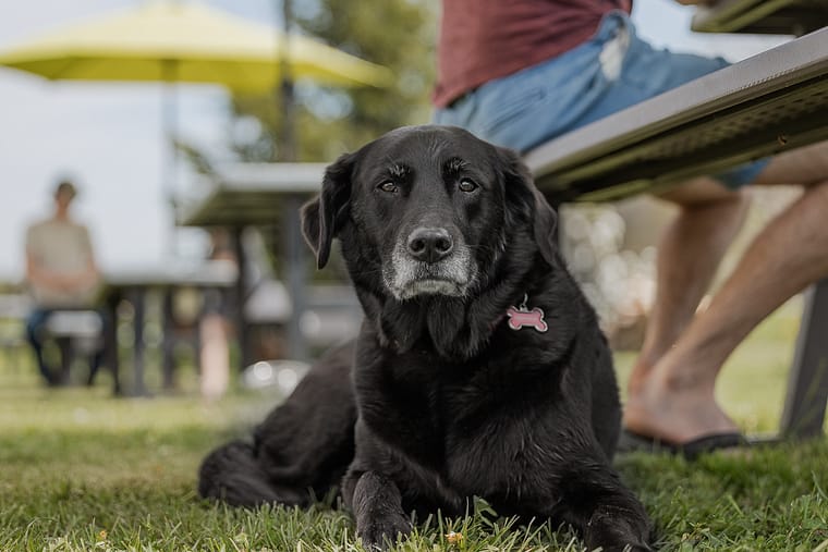 dog at Hounds Of Erie Winery