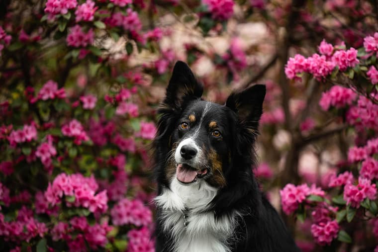 border collie pet photos Australian Shepherd posing during his pet photoshoot.