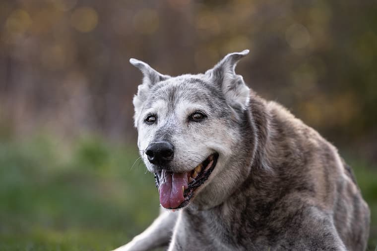 end of life pet photography in Burlington, ON a senior dog smiling at a end of life pet photoshoot in Burlington