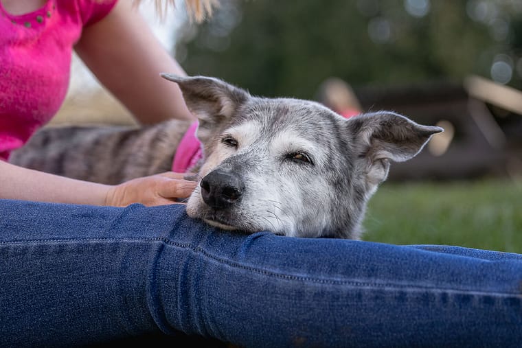 family photos with dogs ideas at Lowville Park Senior dog resting at a dog mom's lap during a pet photography photoshoot at Lowville Park