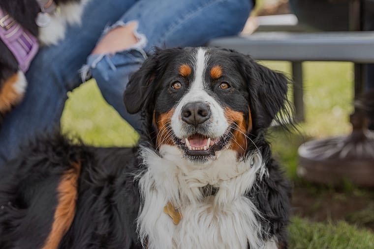 Bernese Mountain Dog smiling at the camera at Hounds Of Erie Winery