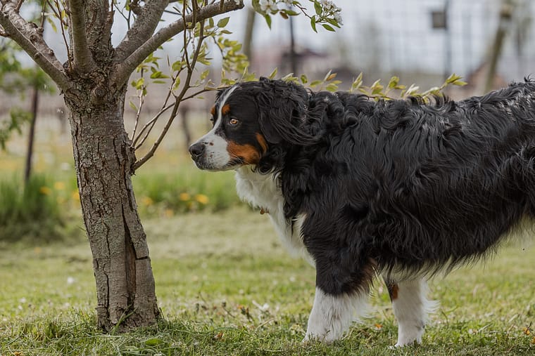 Bernese Mountain Dog in Norfolk County