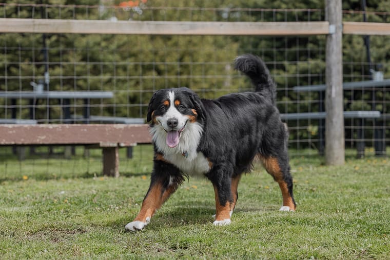 Bernese Mountain Dog Walking around Norfolk County in Hounds Of Erie