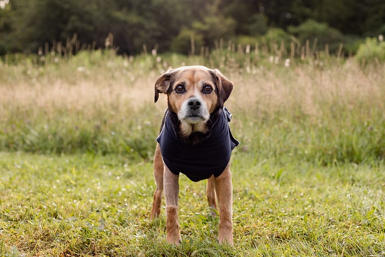 end of life dog photo session at Lowville Park