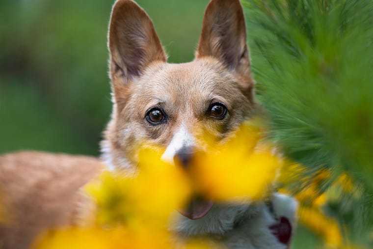Dog portrait posing at All Who Wander Flower Farm.