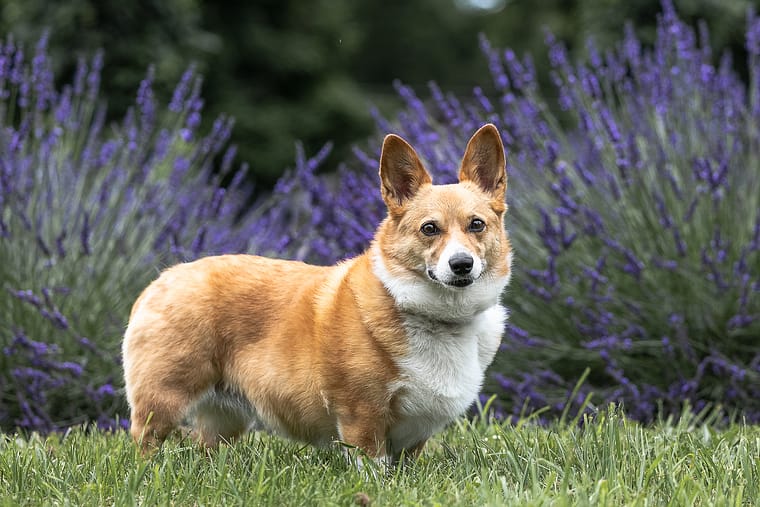 Corgi is posing at a lavender farm at All Who Wander Flower Farm.