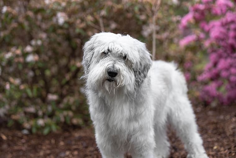 a senior dog staring at the camera during her Rainbow Bridge Session