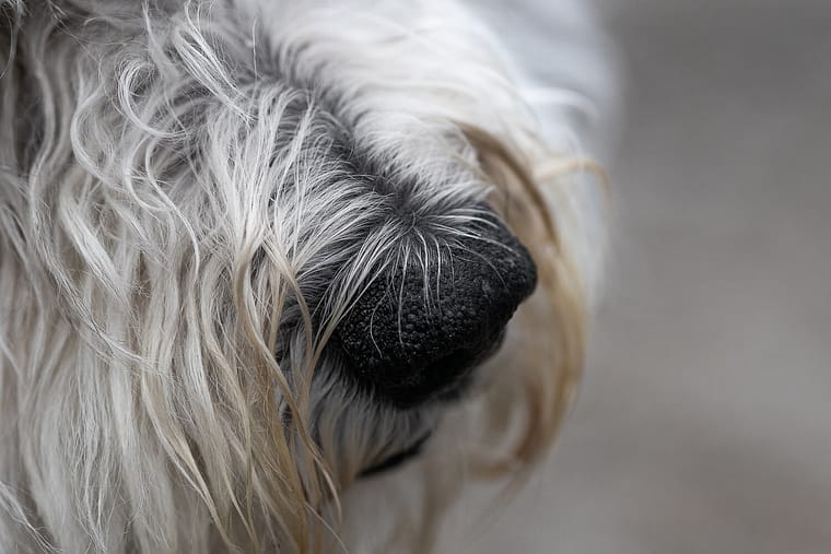 a detail image of a dog nose taken in a dog photo shoot.