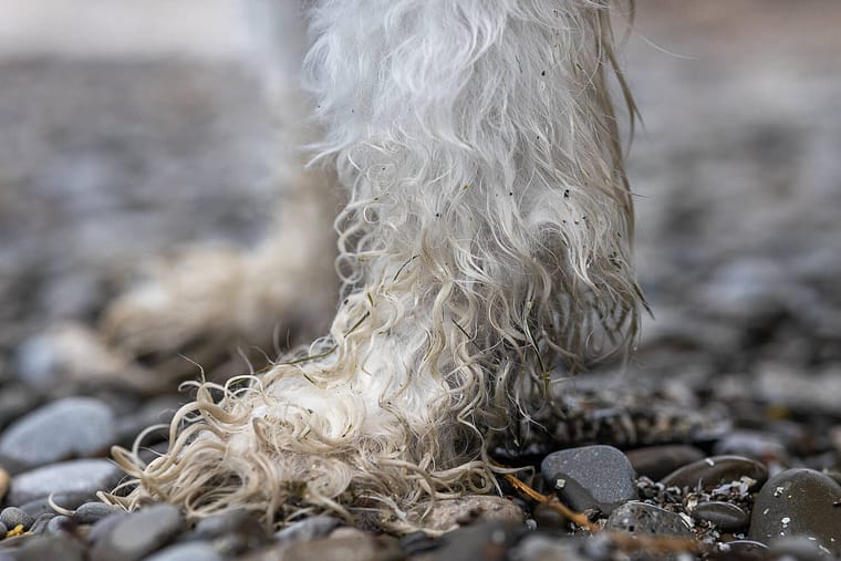 a detail image of a dog paw at an end of life pet photography session.