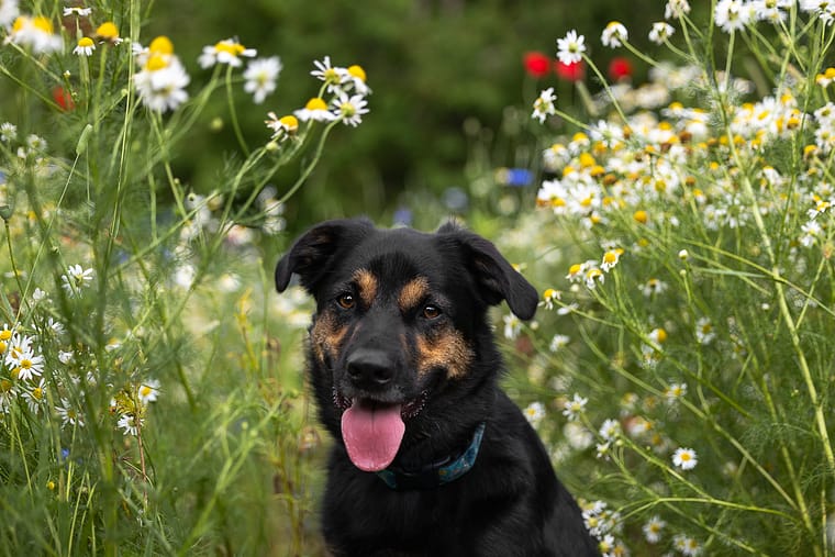 A dog portrait taken during a mini session at All Who Wander Flower Farm.