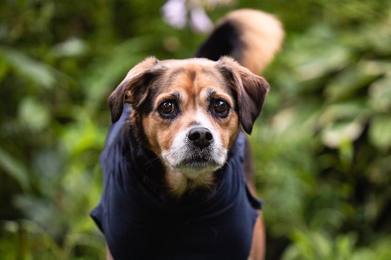 dog looking at the camera during a dog photo session in Burlington, ON