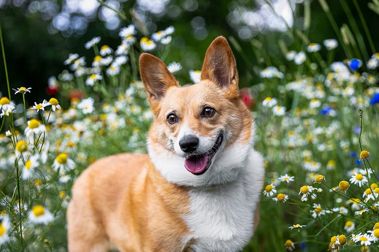 A corgi smiled during her dog photo shoot at All Who Wander Flower Farm.