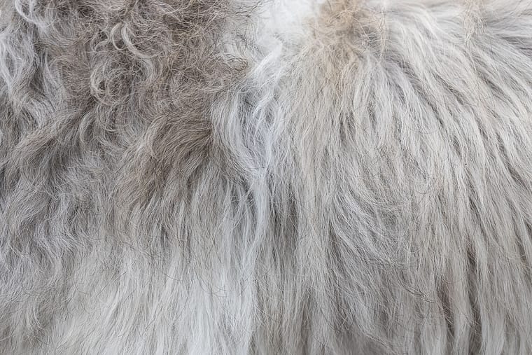 a fur photo of a dog 