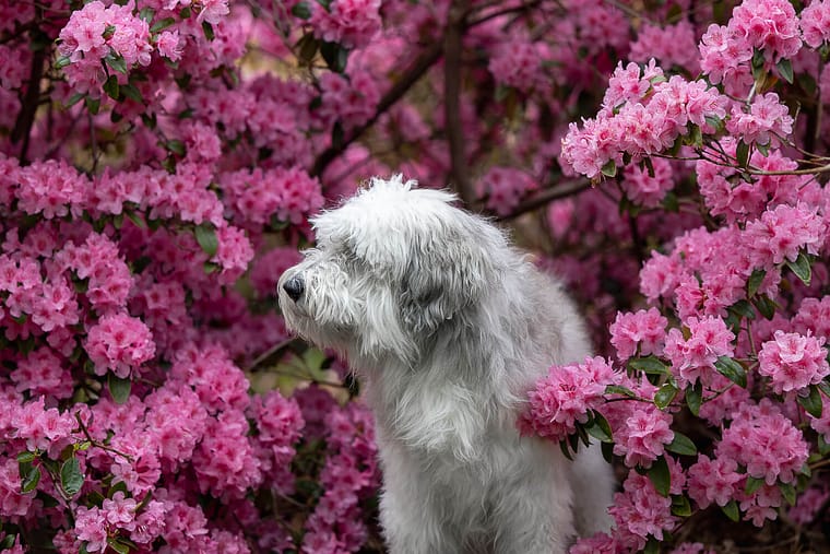an end of life pet photography in Mississauga, Ontario.