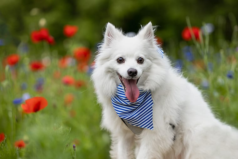 Dog portrait at All Who Wander Flower Farm.