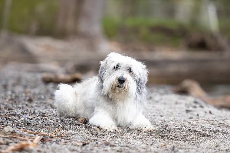 and end of life dog photo shoot in Mississauga.