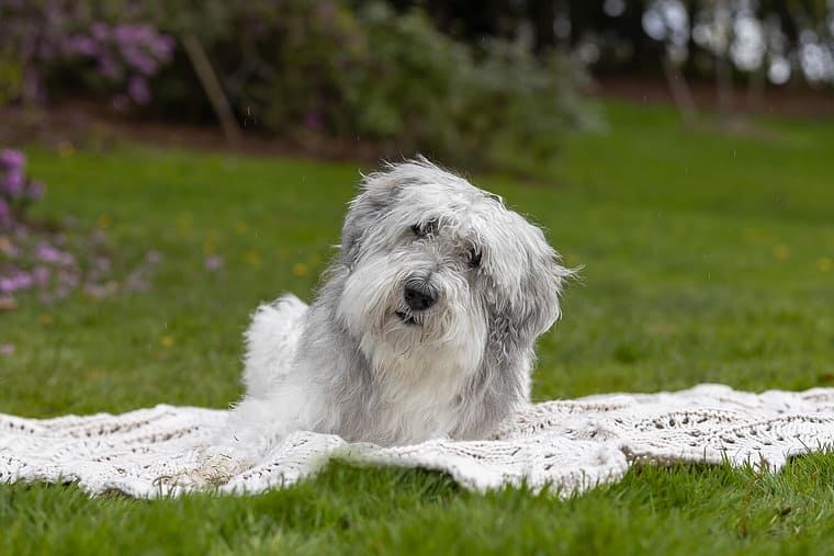 senior dog looking at the camera in a pet photoshoot in Mississauga.