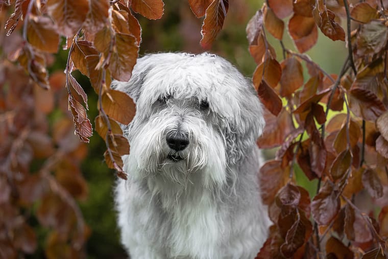 a picture of a senior dog photo shoot session.