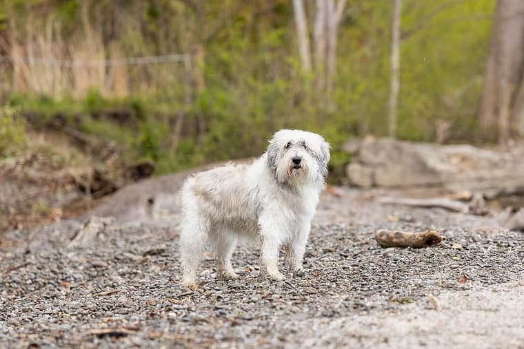 a senior dog posing on her end of life pet photography session