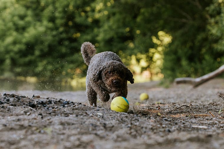 dog action image at a pet photo session