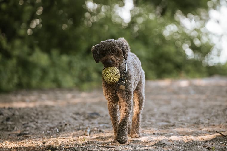 Portuguese Water Dog holding his ball during his photo session.