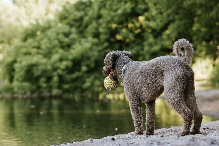 dog holding his ball looking at the water during a pet photo session.