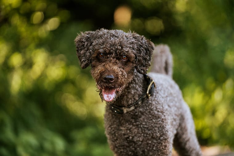 pet photo of a portuguese water dog at a dog photoshoot in Grimsby.