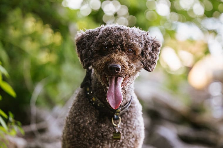 pet portrait of a Portuguese Water Dog.