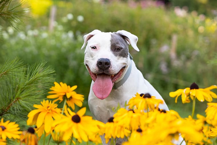 dog portrait at all who wander flower farm 