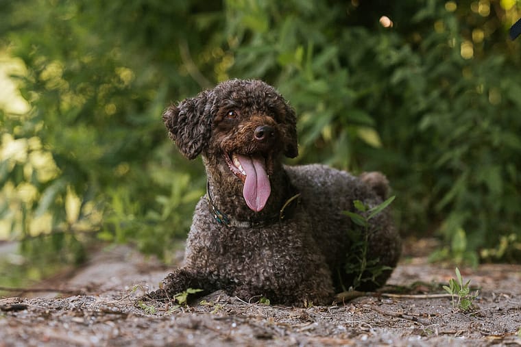 dog laying down during his pet photoshoot session.