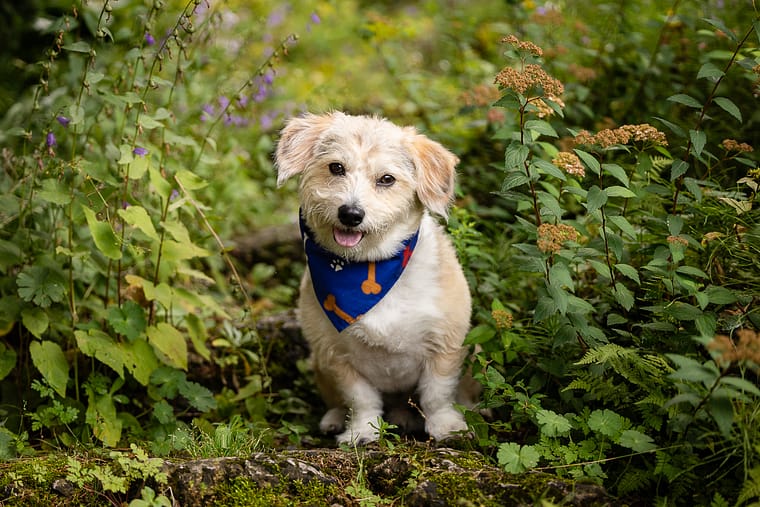 pet photoshoot at Kitchener at Rockway Gardens