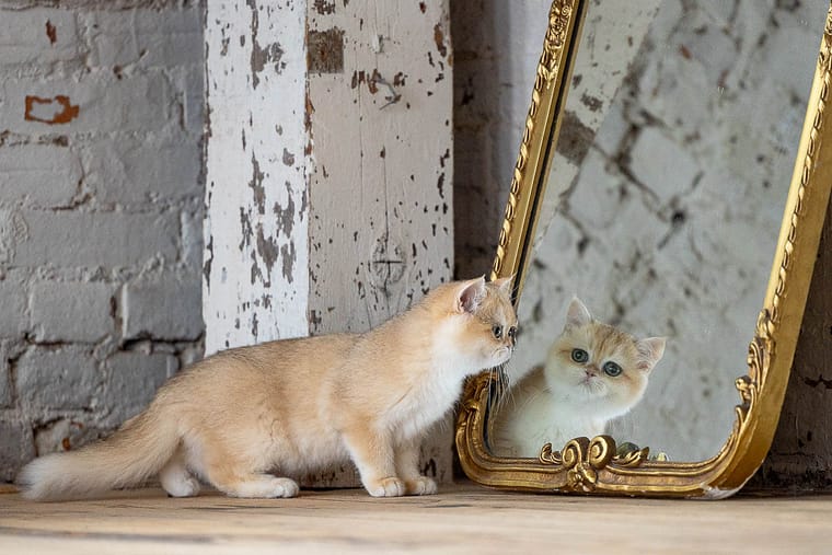 Cat reflexion looking at a mirror during a cat photoshoot.
